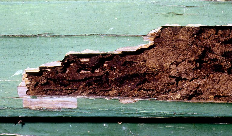 CSIRO_ScienceImage_2185_Termite_Damaged_Weatherboard kerusakan akibat rayap