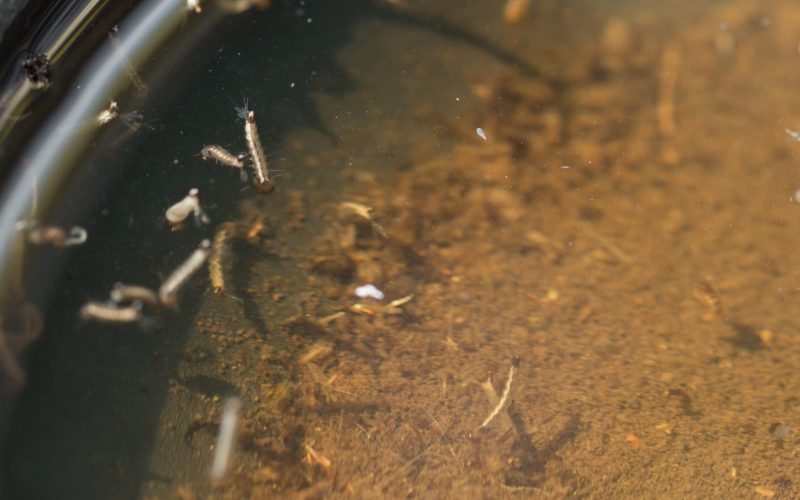 Ilustrasi Nyamuk (5)